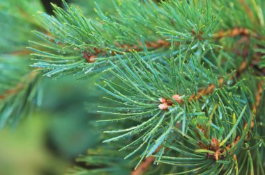 Köknar ağacı brunch yakın çekim. Sığ odak. Kabarık köknar ağacı brunch yakın çekim. Kopya alanı