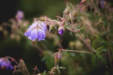 Çayır Sardunya. Çiçek açan Sardunya arasında çim eflatun çiçekli. Tıbbi bitki. Akşam atış