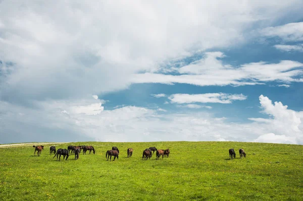 A csorda ló a legelőn zöld, a sárga virágok, szemben a kék ég, a felhők — Stock Fotó