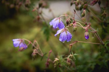 Çayır Sardunya. Çiçek açan Sardunya arasında çim eflatun çiçekli. Tıbbi bitki. Akşam atış