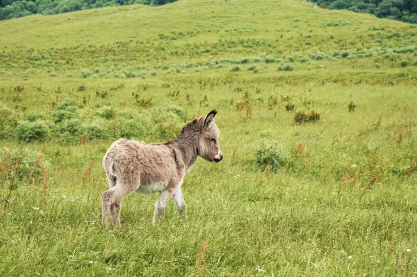 Retrato de uma bela bunda fofa, Equus asinus, no meio de um prado verde. Numa manhã ensolarada — Fotografia de Stock