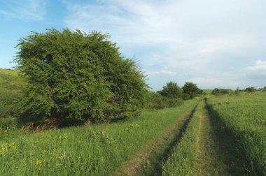 Akşam manzara ülkede yol ve ağaç mavi gökyüzü yüksek bulutlar ile karşı