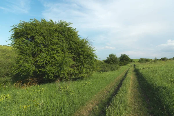 Akşam manzara ülkede yol ve ağaç mavi gökyüzü yüksek bulutlar ile karşı