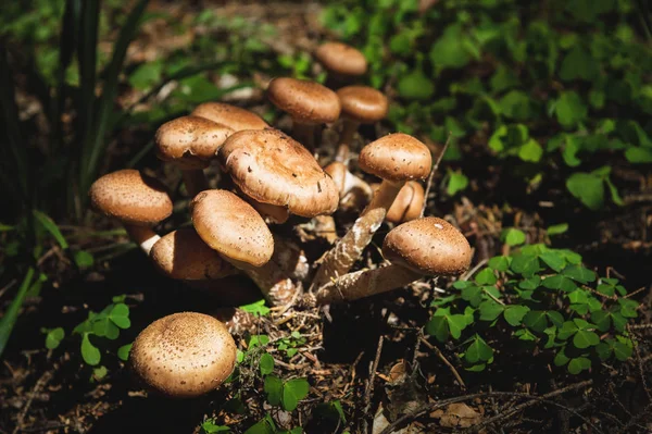 Close-up Cogumelos comestíveis de mel agarics em uma floresta conífera. Grupo de cogumelos em um ambiente natural que cresce em moitas de trevo verde — Fotografia de Stock