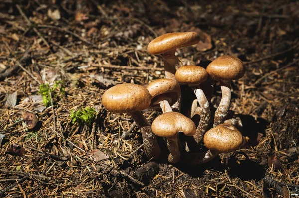Yakın çekim tatlım agarics bir iğne yapraklı orman yenilebilir mantar. Mantar doğal ortamda grup