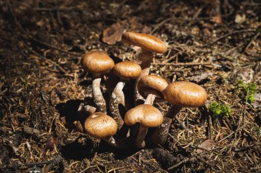 Yakın çekim tatlım agarics bir iğne yapraklı orman yenilebilir mantar. Mantar doğal ortamda grup