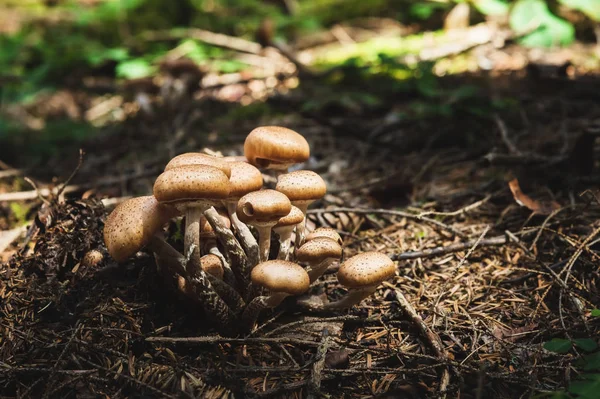 Крупным планом съедобные грибы медовых агариков в хвойном лесу. Группа грибов в естественной среде — стоковое фото