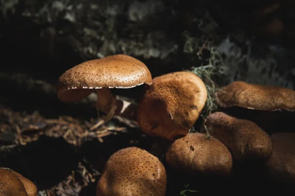 Primer plano Setas comestibles de agáricos de miel en un bosque de coníferas. El grupo de setas en el entorno natural crece junto al abedul caído — Foto de Stock