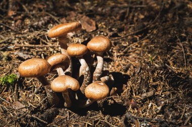 Yakın çekim tatlım agarics bir iğne yapraklı orman yenilebilir mantar. Mantar doğal ortamda grup