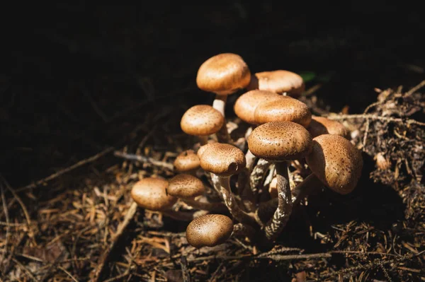 Close-up Cogumelos comestíveis de mel agarics em uma floresta conífera. Grupo de cogumelos no ambiente natural — Fotografia de Stock
