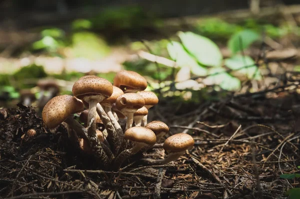 Γκρο πλαν βρώσιμα μανιτάρια από μέλι agarics σε ένα δάσος κωνοφόρων. Ομάδα των μανιταριών στο φυσικό περιβάλλον — Φωτογραφία Αρχείου