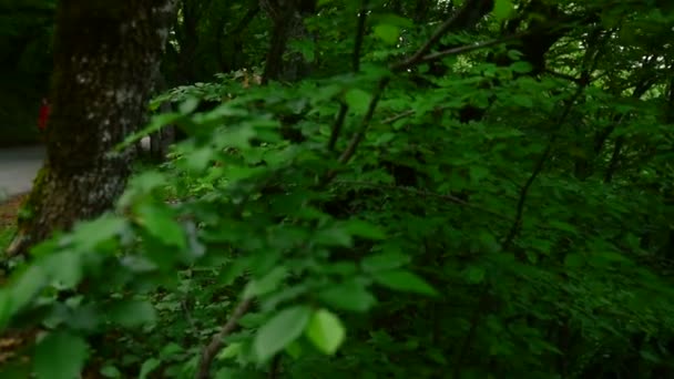 El plan promedio de una chica guapa rubia con auriculares va más allá de la cámara en el bosque. Ángulo bajo — Vídeo de stock