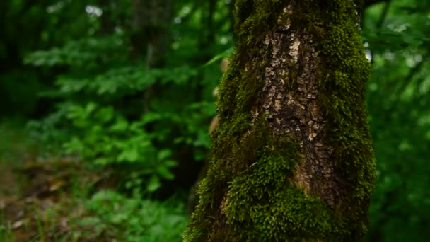 Den genomsnittliga planen av en söt flicka blondin i hörlurar går förbi kameran i skogen. Låg vinkel — Stockvideo