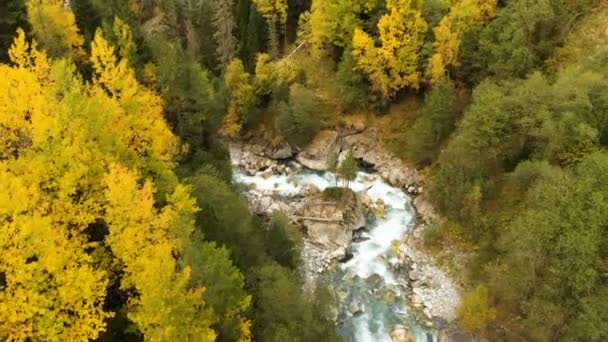 Κορυφαία Αεροφωτογραφία του ένα γρήγορο ορεινό ποτάμι που ρέει στο φθινόπωρο δάσος κωνοφόρων. Καθαρού βουνού νερό στο φυσικό περιβάλλον — Αρχείο Βίντεο