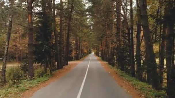 Üres aszfaltút őszi sárga fenyvesekben vidéken — Stock videók