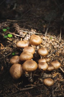 Yakın çekim tatlım agarics bir iğne yapraklı orman yenilebilir mantar. Mantar doğal ortamda grup