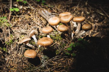 Yakın çekim tatlım agarics bir iğne yapraklı orman yenilebilir mantar. Mantar doğal ortamda grup