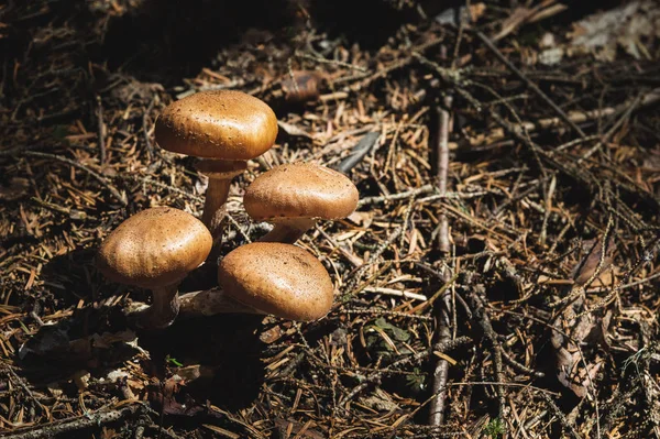 Γκρο πλαν βρώσιμα μανιτάρια από μέλι agarics σε ένα δάσος κωνοφόρων. Ομάδα των μανιταριών στο φυσικό περιβάλλον — Φωτογραφία Αρχείου