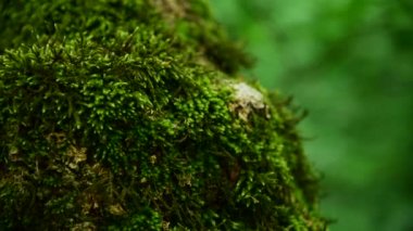 Ormanda bir kalın ağaç gövdesi üzerinde kalın yeşil yosun Close-up. Doymuş yeşil. Düşük anahtar