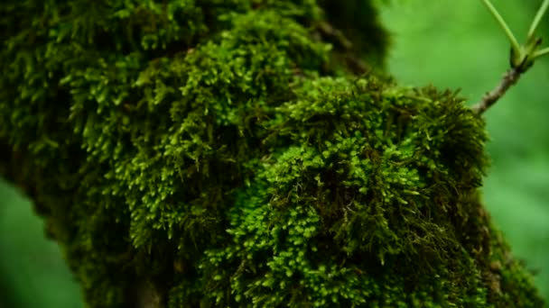 Close-up de musgo verde grosso na floresta em um tronco de árvore grossa. Verde saturado. Tecla baixa — Vídeo de Stock