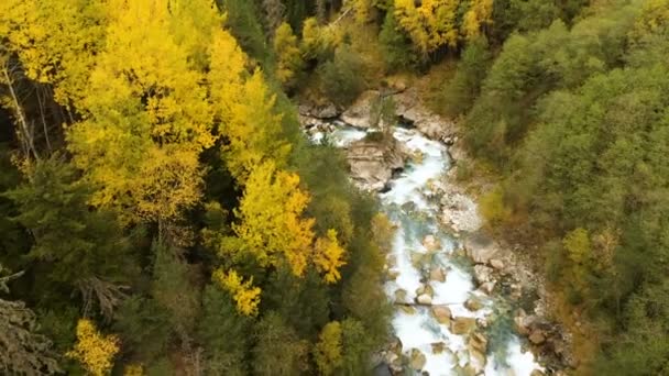 İğne yapraklı sonbahar ormanda akan bir hızlı dağ nehir üst hava görünümünü. Saf dağ su doğal ortamda — Stok video