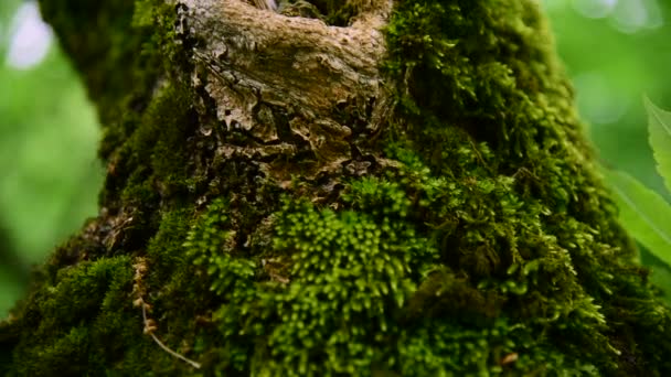 在茂密的树干上的森林茂密的绿色苔藓特写。饱和绿色。低键 — 图库视频影像