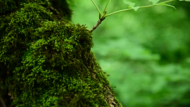 Närbild av tjock grön mossa i skogen på en tjock trädstam. Mättad grön. Lågmäld — Stockvideo