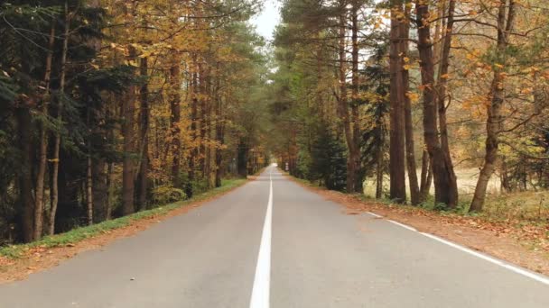 Порожня асфальтова дорога в сільській місцевості хвойного осіннього жовтого лісу — стокове відео