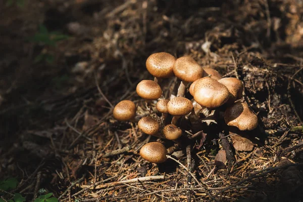 Close-up Cogumelos comestíveis de mel agarics em uma floresta conífera. Grupo de cogumelos no ambiente natural — Fotografia de Stock