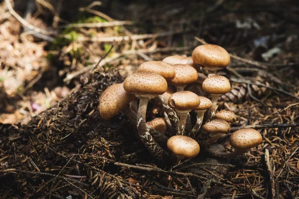 Close-up Cogumelos comestíveis de mel agarics em uma floresta conífera. Grupo de cogumelos no ambiente natural — Fotografia de Stock