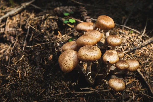 Γκρο πλαν βρώσιμα μανιτάρια από μέλι agarics σε ένα δάσος κωνοφόρων. Ομάδα των μανιταριών στο φυσικό περιβάλλον — Φωτογραφία Αρχείου