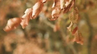 Sonbahar ormanda sıcak sarı-turuncu boya. Ağaç yaprakları closeup