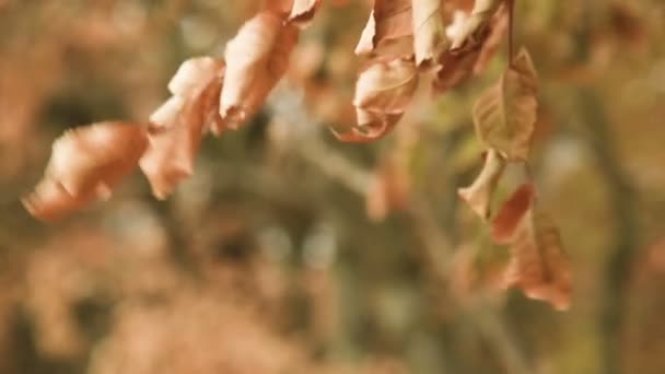 秋の森の暖かい黄色オレンジ色塗装。木の葉のクローズ アップ — ストック動画