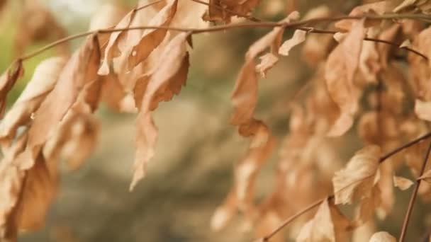Pintura cálida amarillo-naranja en el bosque de otoño. Primer plano de las hojas de los árboles — Vídeo de stock