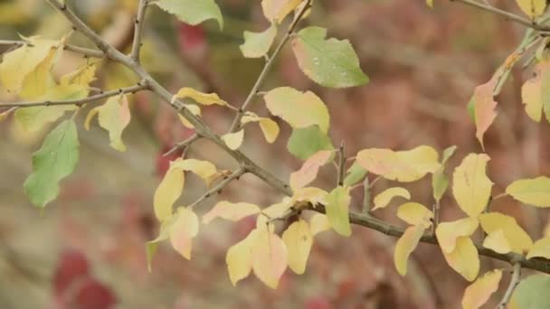 Ciepły żółto pomarańczowy farby w lesie jesienią. Zbliżenie z liści drzewa — Wideo stockowe
