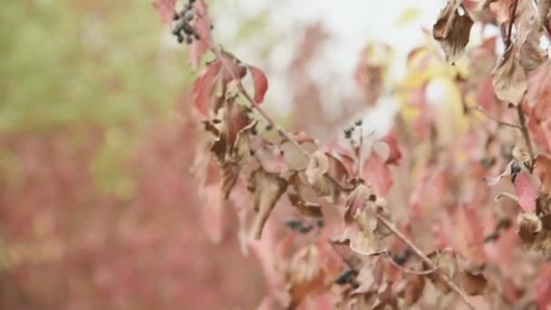 Warme gelb-orange Farbe im herbstlichen Wald. Nahaufnahme von Baumblättern — Stockvideo