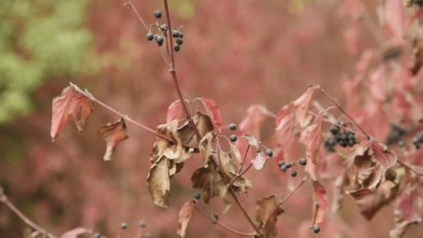 Warm geel-oranje verf in de herfst bos. Close-up van bladeren van de boom — Stockvideo