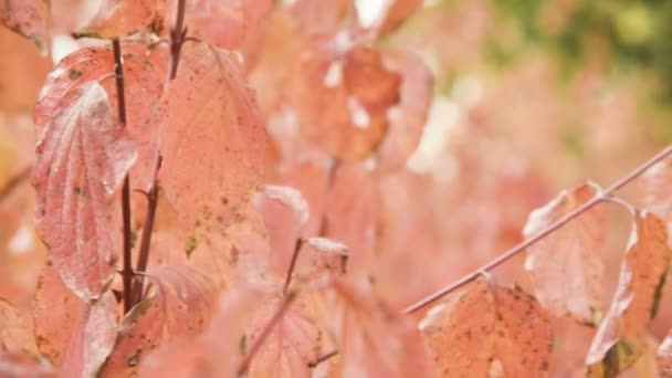 秋の森の暖かい黄色オレンジ色塗装。木の葉のクローズ アップ — ストック動画