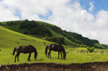 Yeşil çayırlara bir dağ gorge meadows, tepelerde dağ Vadisi ve Kuzey Kafkasya ağaçlarda otlatma atları çifti. Rusya