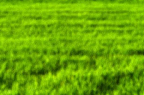 Verão campo de trigo verde cor borrada fundo — Fotografia de Stock