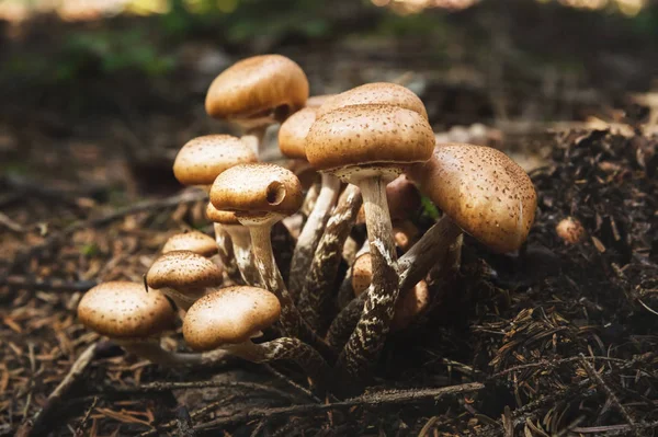 Close-up Cogumelos comestíveis de mel agarics em uma floresta conífera. Grupo de cogumelos no ambiente natural — Fotografia de Stock