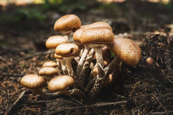 Γκρο πλαν βρώσιμα μανιτάρια από μέλι agarics σε ένα δάσος κωνοφόρων. Ομάδα των μανιταριών στο φυσικό περιβάλλον — Φωτογραφία Αρχείου