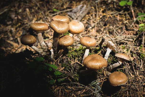 Nahaufnahme essbare Pilze aus Honigagarics in einem Nadelwald. Pilzgruppe in der natürlichen Umgebung — Stockfoto