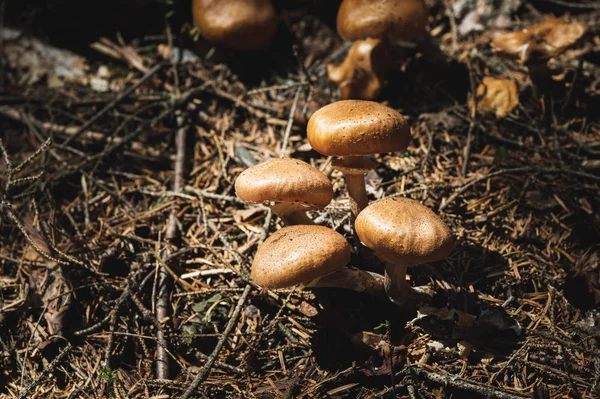 Γκρο πλαν βρώσιμα μανιτάρια από μέλι agarics σε ένα δάσος κωνοφόρων. Ομάδα των μανιταριών στο φυσικό περιβάλλον — Φωτογραφία Αρχείου