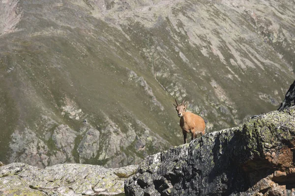 Joven hembra alpina Capra ibex mirando a la cámara y de pie sobre las altas rocas de piedra en las montañas de Dombay contra las rocas. Cáucaso Norte. Rusia —  Fotos de Stock