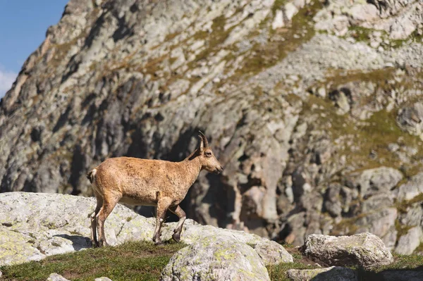 Jonge vrouwelijke alpine Capra ibex op de hoge rotsen steen in Dombay bergen. Noord-Kaukasus. Rusland — Stockfoto