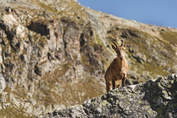 Kameraya bakarak ve yüksek üzerinde duran genç kadın alp Capra ibex Dombay dağlar gökyüzü taş kayalar. Kuzey Kafkasya. Rusya — Stok fotoğraf