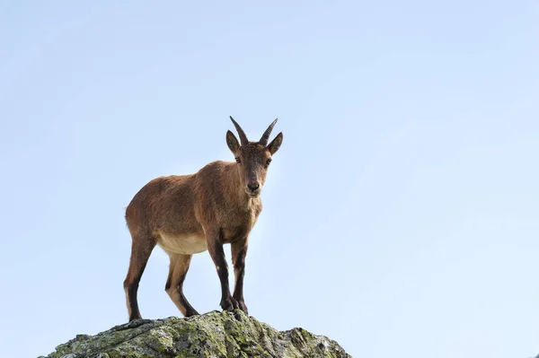 Jonge vrouwelijke alpine Capra ibex kijken naar de camera en staande op de hoge rotsen steen in Dombay bergen tegen de hemel. Noord-Kaukasus. Rusland — Stockfoto