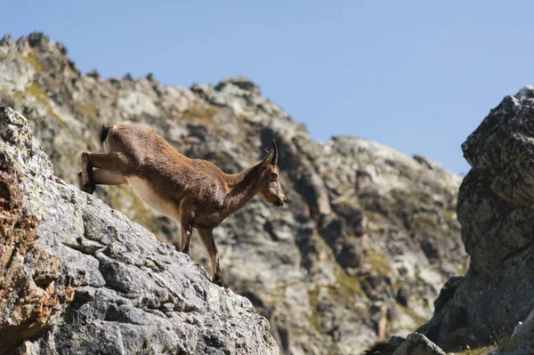 Jonge vrouwelijke alpine Capra ibex op de hoge rotsen steen in Dombay bergen. Noord-Kaukasus. Rusland — Stockfoto