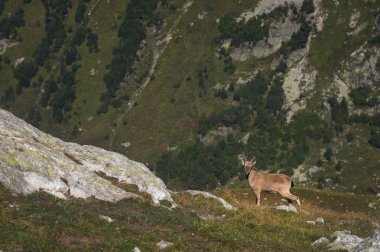 Dombay Dağları'nda yüksek taş taş üzerinde erkek bir alp Capra ibex boynuzlu keçi. Kuzey Kafkasya. Rusya